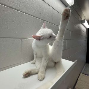 Meet your Posher, Caitlin